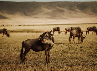 https://demos.buywptemplates.com/jungle-safari-pro/wp-content/themes/jungle-safari-pro/assets/images/about/image1.png