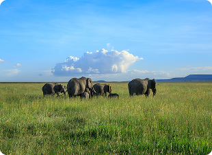 https://demos.buywptemplates.com/jungle-safari-pro/wp-content/themes/jungle-safari-pro/assets/images/about/image2.png