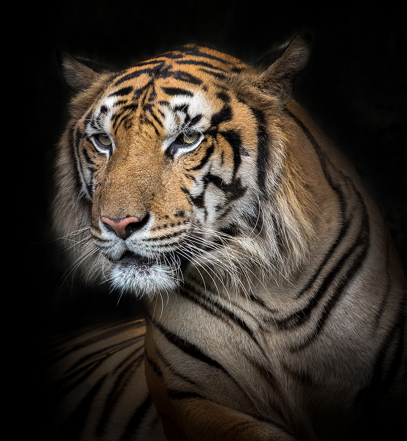 https://demos.buywptemplates.com/jungle-safari-pro/wp-content/themes/jungle-safari-pro/assets/images/banner/main-tiger.png